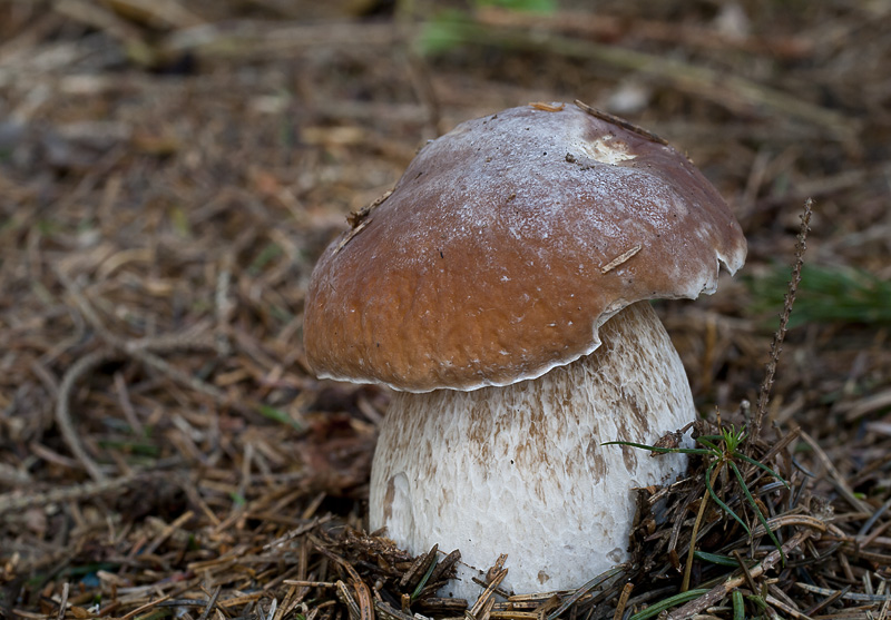 Boletus edulis